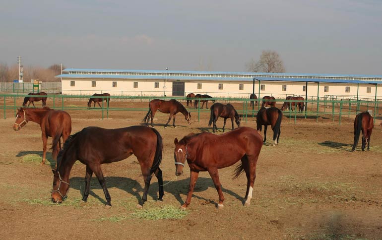 مرکز تولید و پرورش اسب رادان