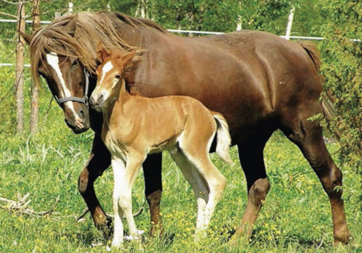 کشش غیر فامیلی در پرورش اسب ها، به انتقال خصوصیات وراثتی مرغوب کمک می کند (قسمت دوم)
